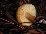 Gymnopilus sapineus image