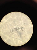 Arthrobotrys conoides image