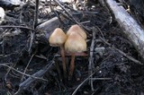 Psilocybe pelliculosa image