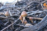 Psilocybe pelliculosa image