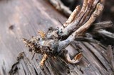 Psilocybe pelliculosa image