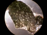 Mucor racemosus f. racemosus image