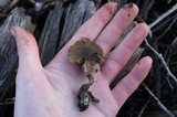Psilocybe pelliculosa image