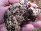 Rhizopogon parksii image