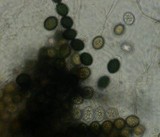 Gelasinospora cerealis image