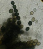 Gelasinospora cerealis image