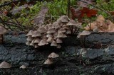 Mycena maculata image