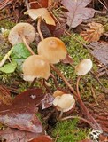 Mycena maculata image