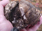 Rhizopogon parksii image