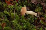 Rhodocollybia butyracea image