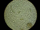Boletellus mirabilis image
