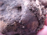 Rhizopogon parksii image
