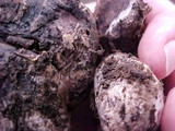 Rhizopogon parksii image