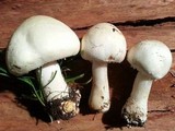 Agaricus arvensis image