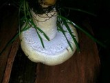Agaricus arvensis image