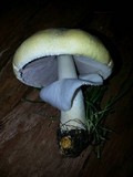 Agaricus arvensis image