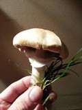 Agaricus arvensis image