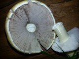 Agaricus arvensis image