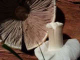Agaricus arvensis image