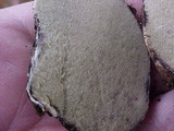Rhizopogon parksii image