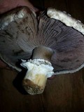 Agaricus bisporus image