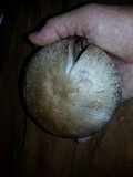 Agaricus bisporus image