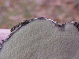 Rhizopogon parksii image