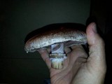 Agaricus bisporus image