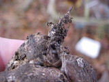 Rhizopogon parksii image