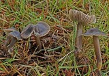Hydropus pseudotenax image