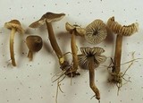 Hydropus pseudotenax image