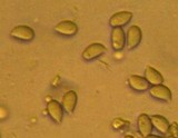 Hydropus pseudotenax image