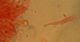 Hydropus pseudotenax image