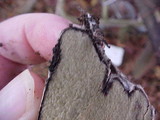 Rhizopogon parksii image