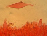 Hydropus pseudotenax image