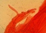 Hydropus pseudotenax image