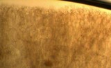 Hydropus pseudotenax image