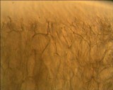 Hydropus pseudotenax image