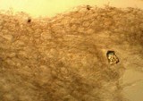 Hydropus pseudotenax image