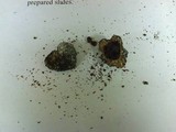 Tuber melanosporum image