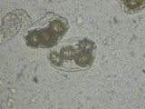 Tuber melanosporum image