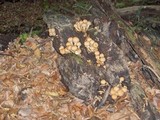 Pholiota squarrosa image