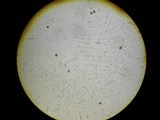 Ustilago maydis image