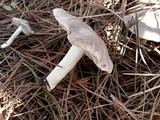 Tricholoma terreum image