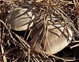 Tricholoma terreum image