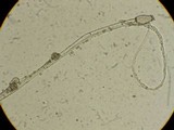 Mucor racemosus f. racemosus image
