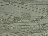 Mucor racemosus f. racemosus image
