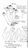 Mycena elegantula image
