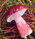 Russula sanguinaria image