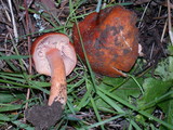 Lactarius substriatus image